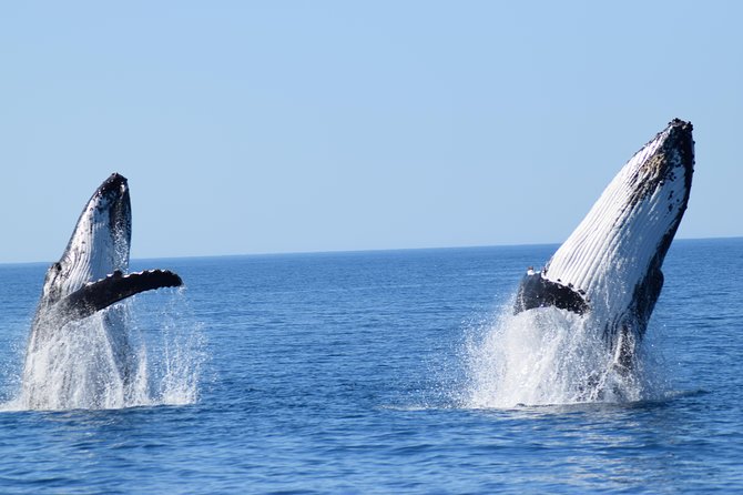 Whale Watching Dunsborough - What the two-hour cruise is like