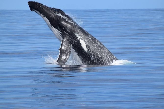 Whale Watching Dunsborough - Whales, calves, and other wildlife