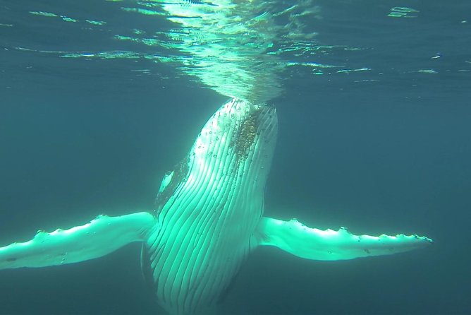 Whale Watching Dunsborough - Commentary, refreshments, and the small extras