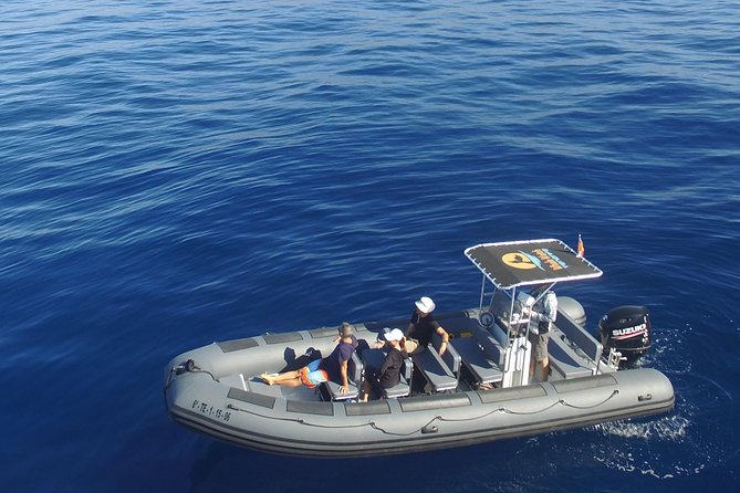Whale Watching Eco-Adventure from Costa Adeje - Key points at a glance
