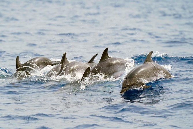 Whale Watching Eco-Adventure from Costa Adeje - Leaving Puerto Colón for the Teno-Rasca Marine Protected Area