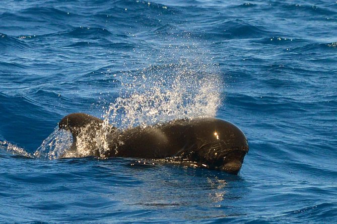 Whale Watching Eco-Adventure from Costa Adeje - Why the eco approach matters