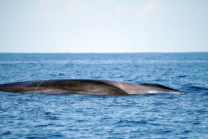 Whale Watching Eco-Adventure from Costa Adeje - Who should book this boat trip