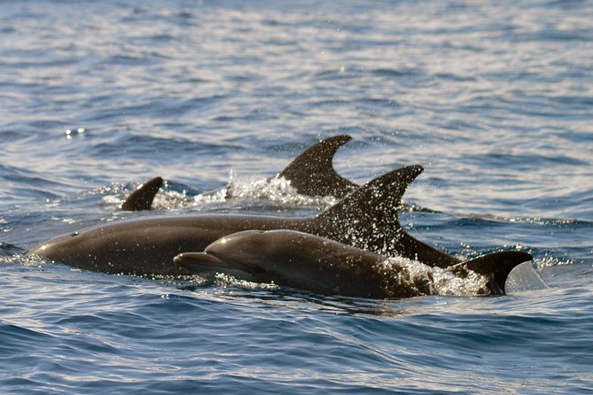 Whale Watching Eco-Adventure from Costa Adeje - Weather, timing, and cancellation details