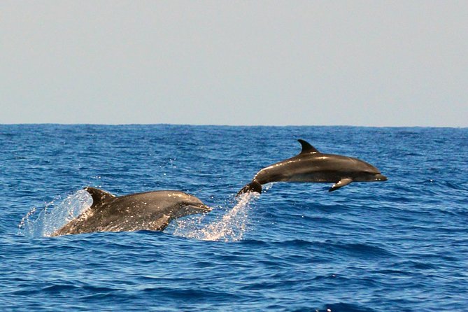 Whale Watching Eco-Adventure from Costa Adeje - Hearing marine life through the hydrophone