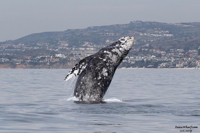 Whale Watching Excursion in Dana Point - Key points before you book