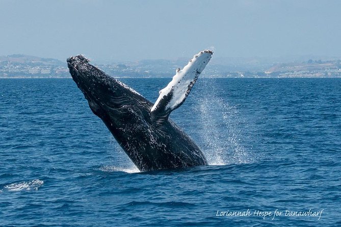 Whale Watching Excursion in Dana Point - Leaving Dana Point Harbor on the 95-foot vessel