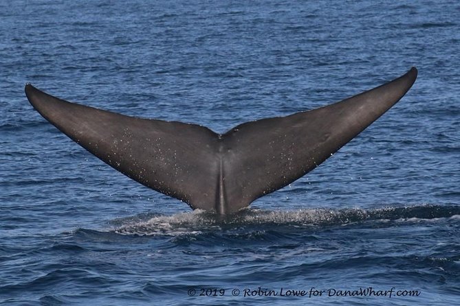 Whale Watching Excursion in Dana Point - Dolphins often become the main event