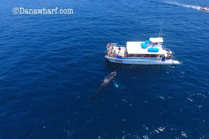 Whale Watching Excursion in Dana Point - Sea lions, seabirds, and the smaller details