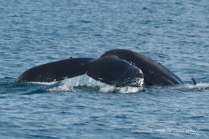 Whale Watching Excursion in Dana Point - Where to sit for the best view