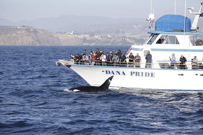 Whale Watching Excursion in Dana Point - How the experience works for families