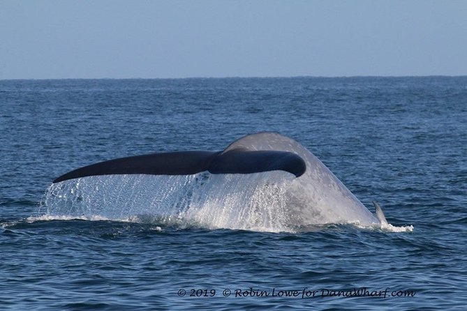 Whale Watching Excursion in Dana Point - The value of $65 per person