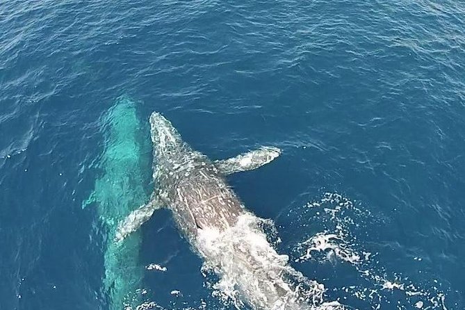 Whale Watching Excursion in Dana Point - The first part of the ride can test your stomach