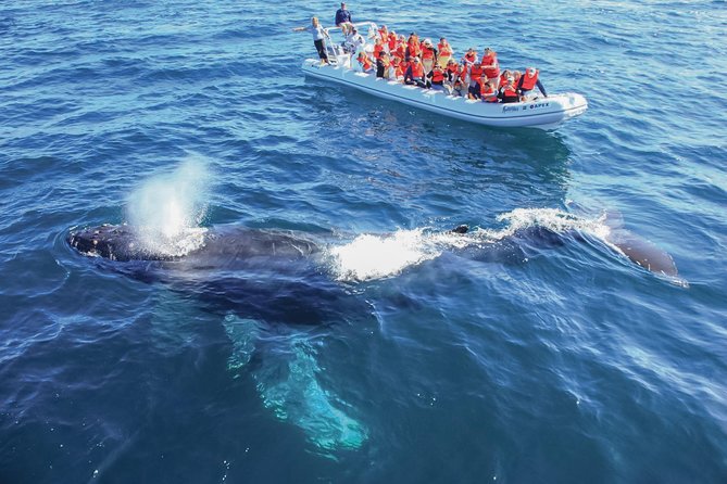 Whale Watching Experience - Hearing the whales with a hydrophone