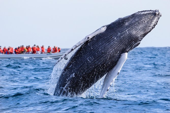 Whale Watching Experience - What the guides add to the morning