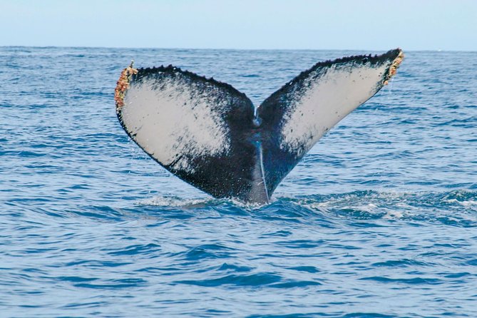Whale Watching Experience - How the three-hour outing feels