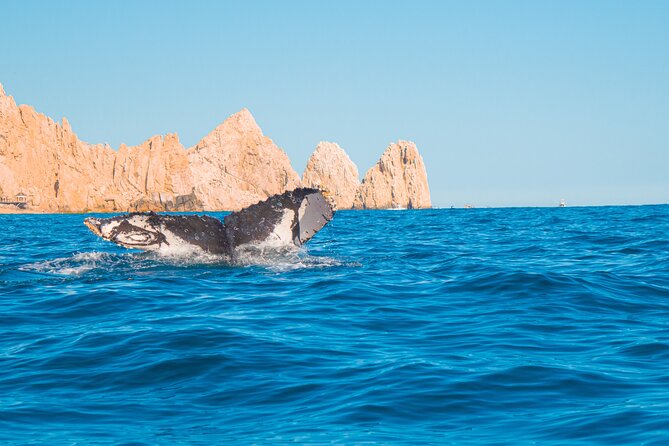 Whale Watching Experience in Cabo San Lucas 2 hours - Starting at the Arch of Cabo San Lucas