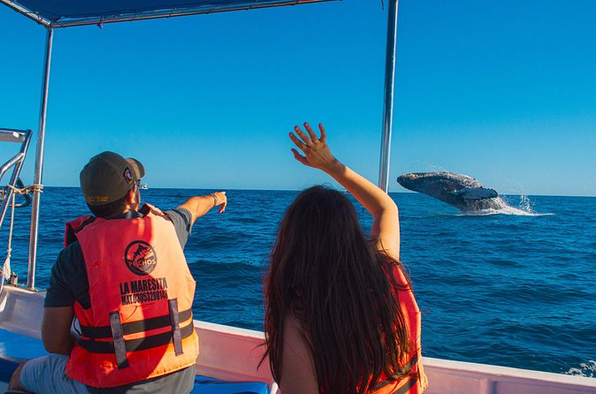Whale Watching Experience in Cabo San Lucas 2 hours - Looking for whales during the two-hour ride