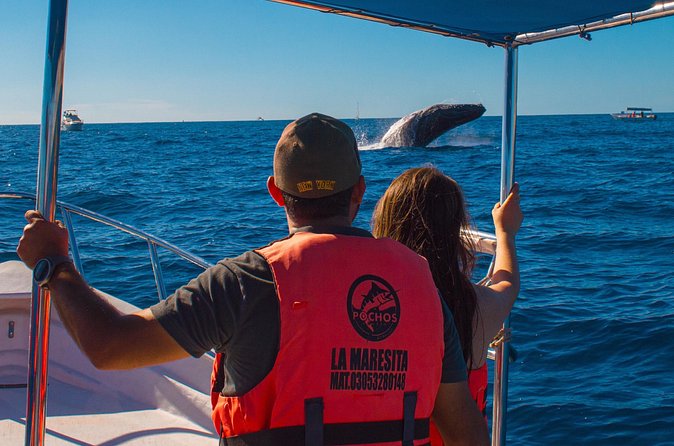 Whale Watching Experience in Cabo San Lucas 2 hours - What the $40 price really buys you