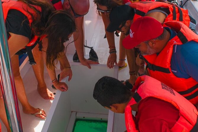 Whale Watching Experience in Cabo San Lucas 2 hours - Who will get the most from this experience?