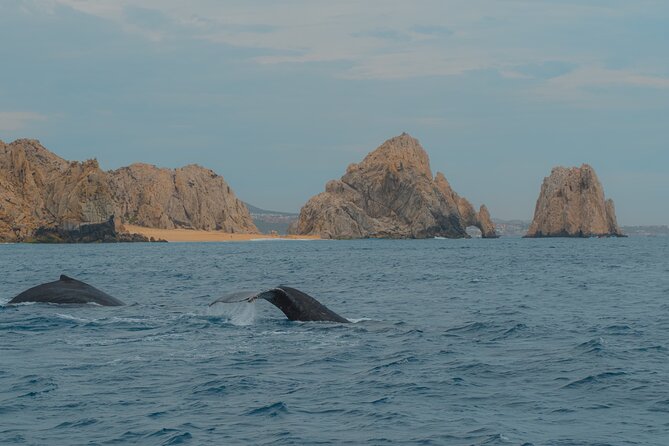 Whale Watching Experience in Cabo San Lucas 2 hours - Passing Lover’s Beach and the Pacific side