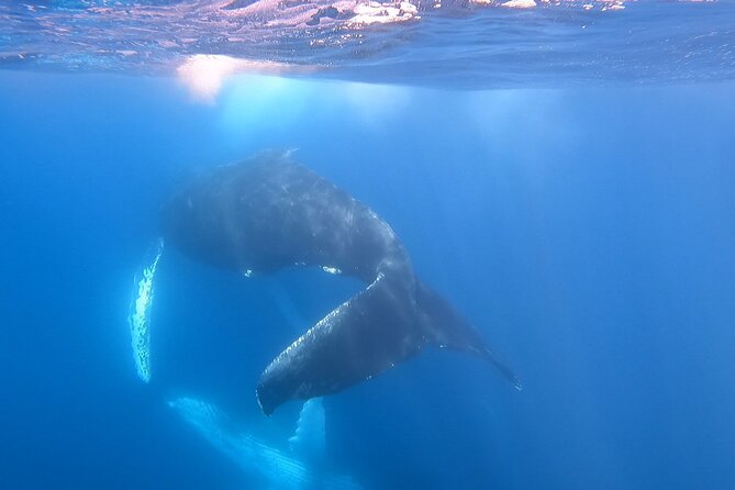 Whale Watching Experience in Cabo San Lucas - Why a Private Boat Changes the Cabo Experience