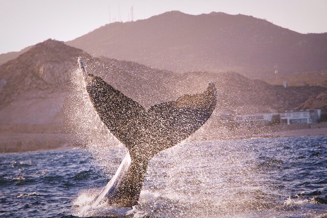 Whale Watching Experience in Cabo San Lucas - Pelican Rock, Fish, and a Short Pause