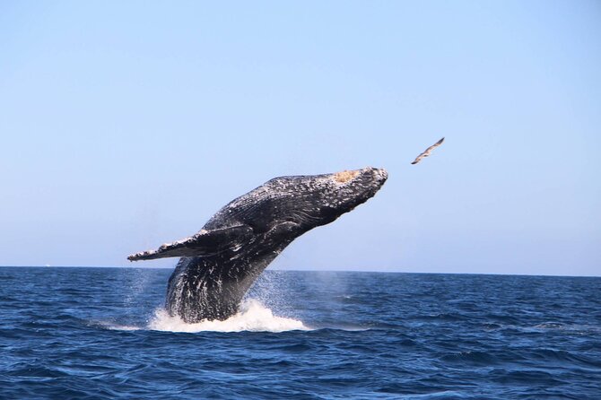 Whale Watching Experience in Cabo San Lucas - The Whale Search: Humpbacks, Gray Whales, and More