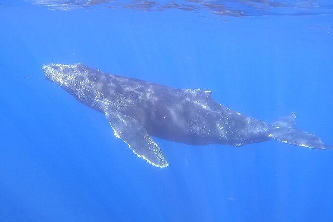 Whale Watching Experience in Cabo San Lucas - Photos and Drone Footage Without the Camera Chore