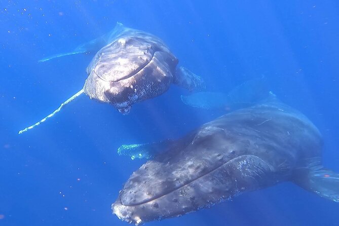 Whale Watching Experience in Cabo San Lucas - Is $450 a Fair Price for Up to Four People?