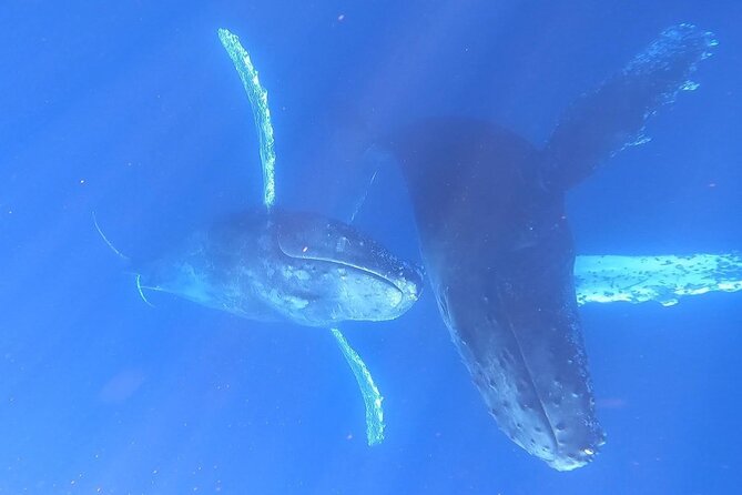 Whale Watching Experience in Cabo San Lucas - Meeting at the Marina and Sorting Out Pickup