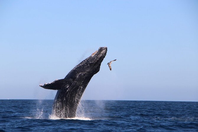 Whale Watching Experience in Cabo San Lucas - A Conditional Beach Stop Along Two Coasts