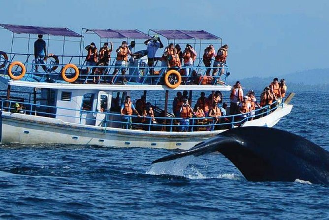 Whale Watching Experience in Mirissa - Why this Mirissa cruise is worth considering