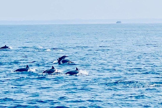 Whale Watching Experience in Mirissa - The 6:00 am start in Mirissa