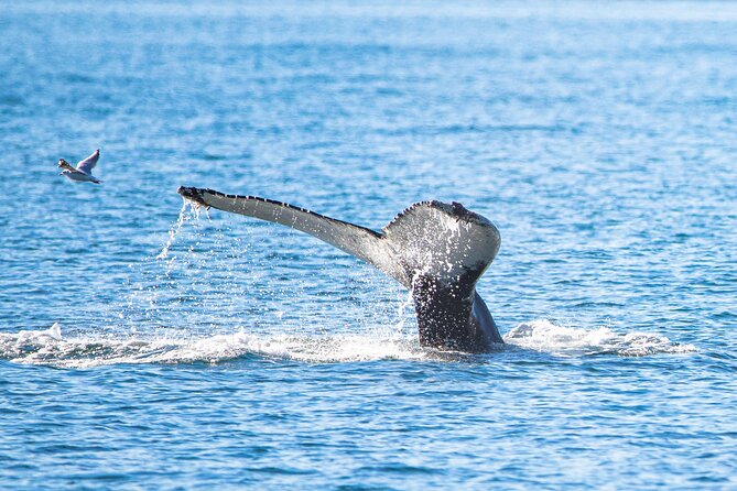Whale Watching from Akureyri Port - Key points to know before you book