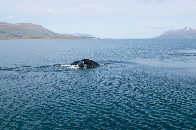 Whale Watching from Akureyri Port - Why this Akureyri whale trip begins in Hauganes