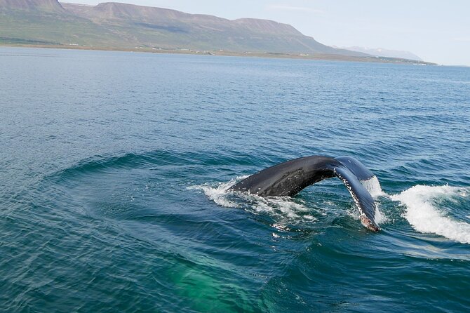 Whale Watching from Akureyri Port - Waiting for humpbacks in the fjord