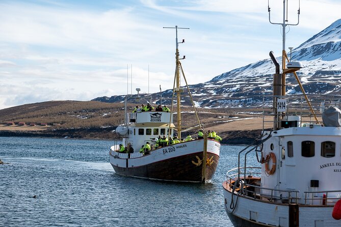 Whale Watching from Akureyri Port - Hot chocolate, coffee, and cookies on board