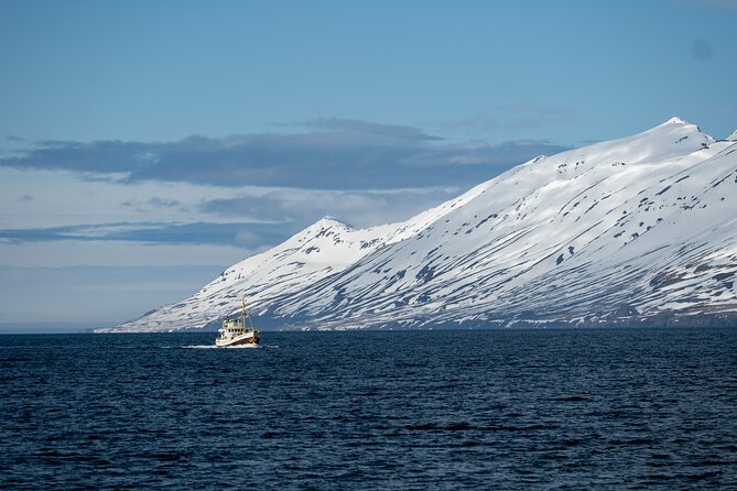 Whale Watching from Akureyri Port - Who will enjoy this outing most?