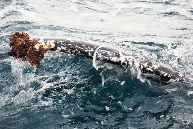 Whale Watching from Augusta in Western Australia - How the crew shapes the outing