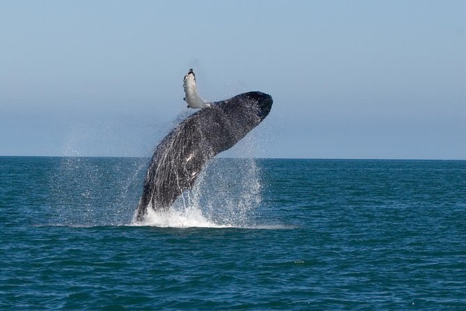 Whale Watching From Colombo - Why the 4:00 am start matters