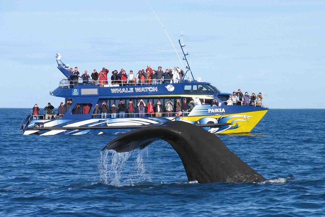 Whale Watching From Colombo - What you may see on the three to five hour cruise