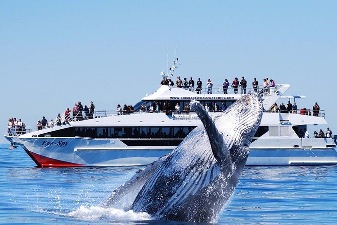 Whale Watching From Colombo - Is $171 good value?