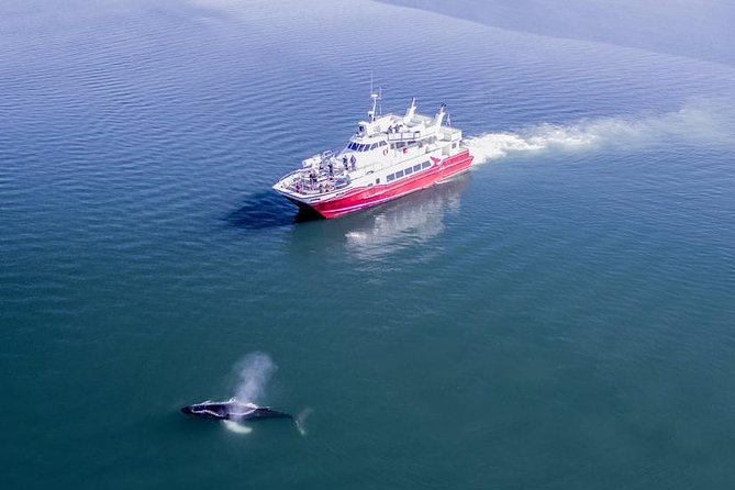 Whale Watching from Downtown Akureyri - Setting out from Akureyri’s downtown harbor