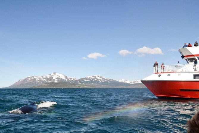 Whale Watching from Downtown Akureyri - Searching the fjord for humpbacks