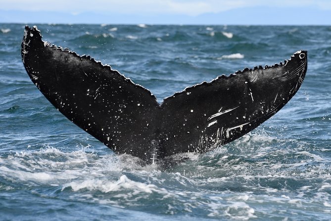 Whale Watching from Downtown Akureyri - Who will enjoy this most?
