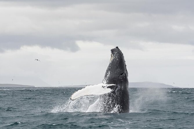 Whale Watching from Downtown Akureyri - Why Eyjafjord is part of the experience