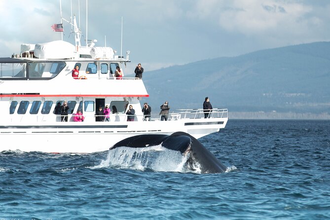 Whale Watching from Friday Harbor - Key things to know before booking