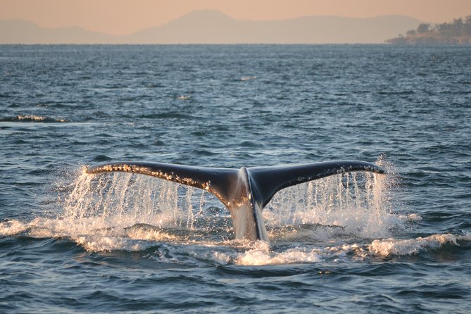 Whale Watching from Friday Harbor - The crew and the quality of the commentary