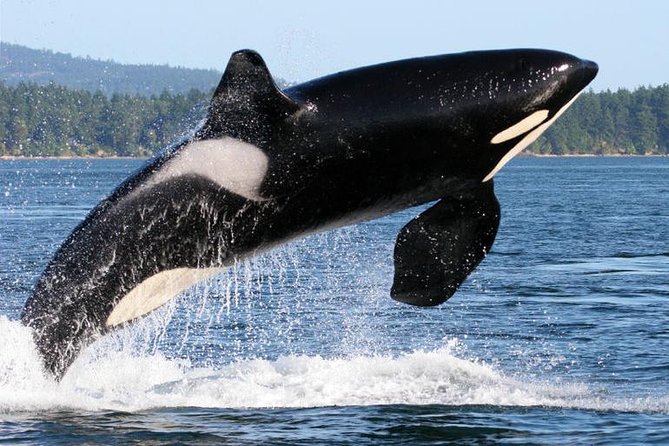 Whale Watching from Friday Harbor - Who will enjoy this cruise most?